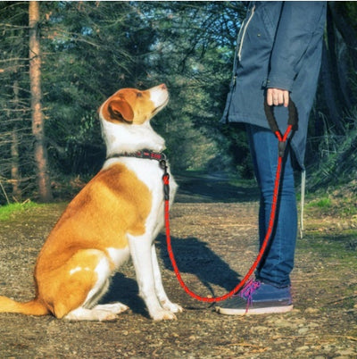 Reflective Nylon Dog Leash – Strong, Safe Walking Rope for All Dog Sizes